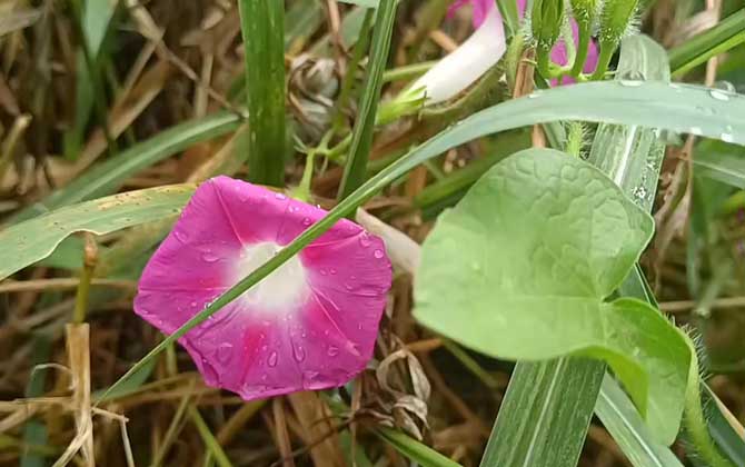 牵牛花