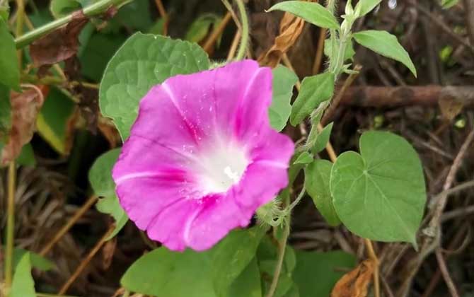 牵牛花
