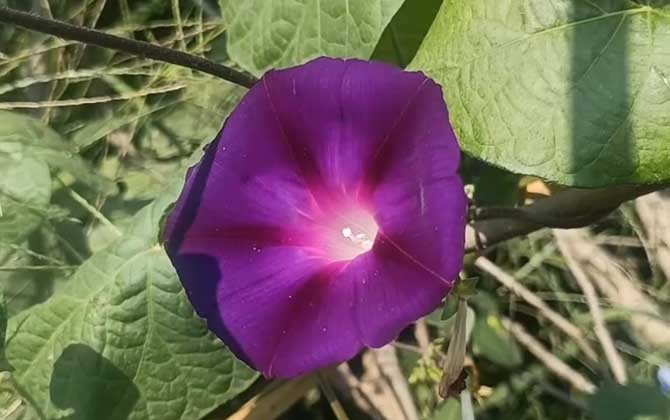 牵牛花
