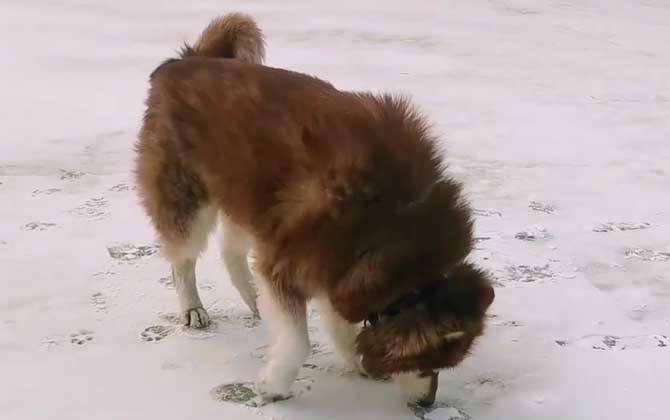 阿拉斯加雪橇犬