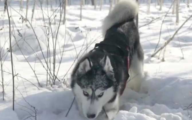 阿拉斯加雪橇犬