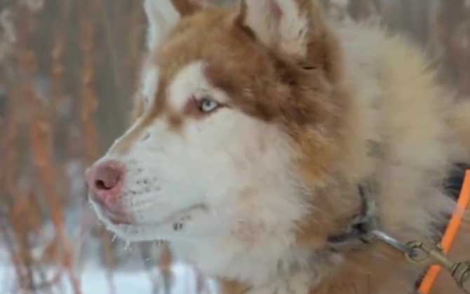 阿拉斯加犬