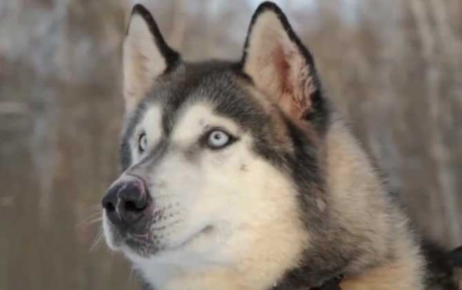 阿拉斯加犬