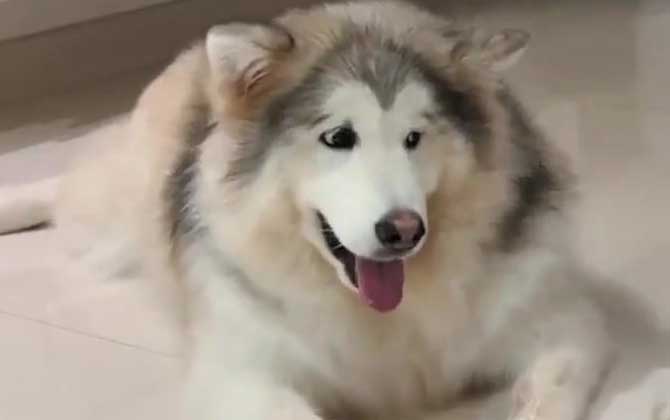巨型阿拉斯加犬是什么犬种？