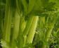 西芹是什么植物？