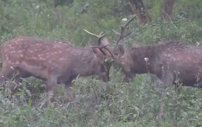 黇鹿
