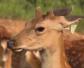 梅花鹿是几级保护动物？