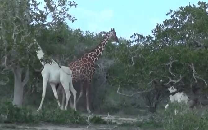 最后一只白色长颈鹿在哪里？