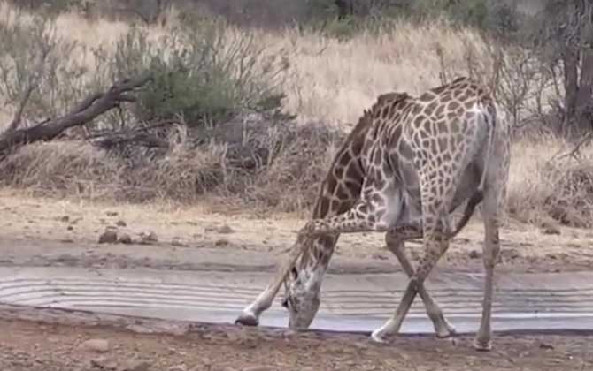 长颈鹿