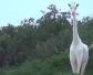 白色长颈鹿是什么动物？