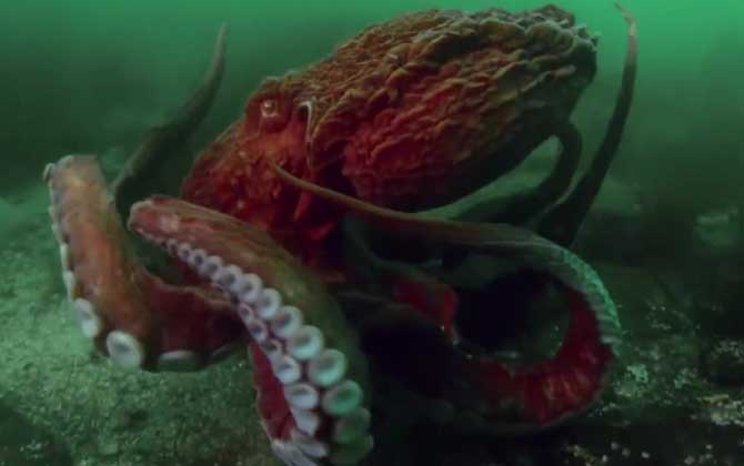 巨型章鱼是什么动物？