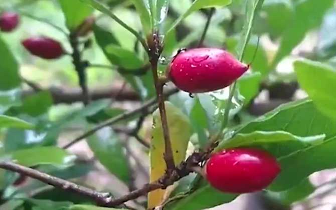 神秘果是什么植物？