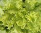 生菜是什么植物？