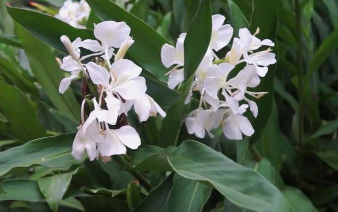 姜花