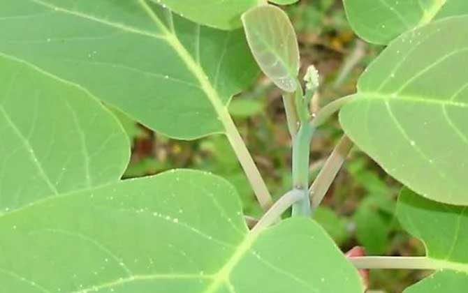 天目木姜子是什么植物？