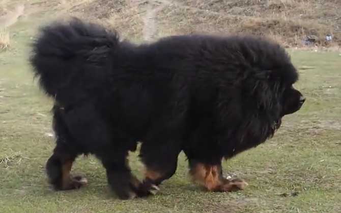 獒犬的种类及图片大全