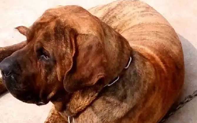 巴西獒犬