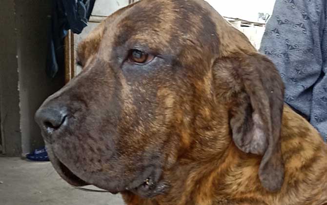 巴西獒犬