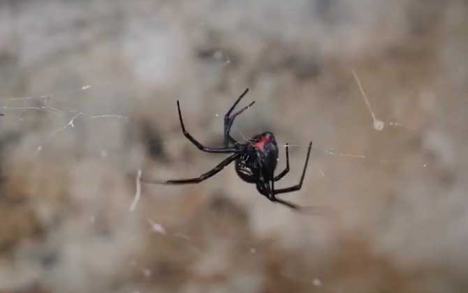 黑寡妇蜘蛛是什么动物？