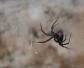 黑寡妇蜘蛛是什么动物？