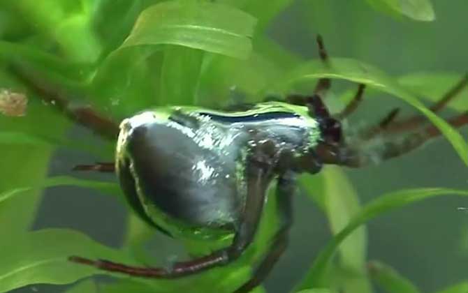 水蜘蛛有毒的吗？
