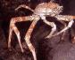 巨型海蜘蛛是什么动物？