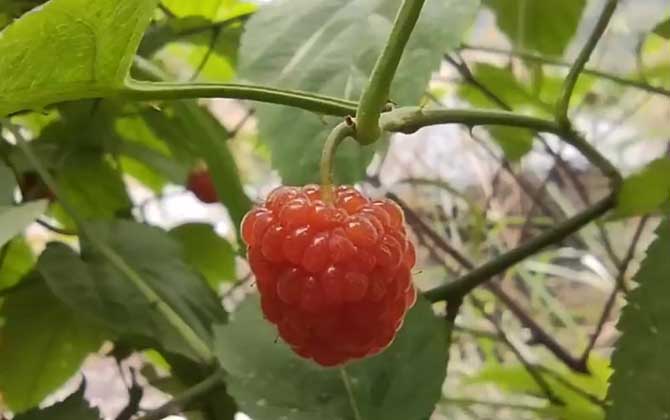 树莓是什么植物？