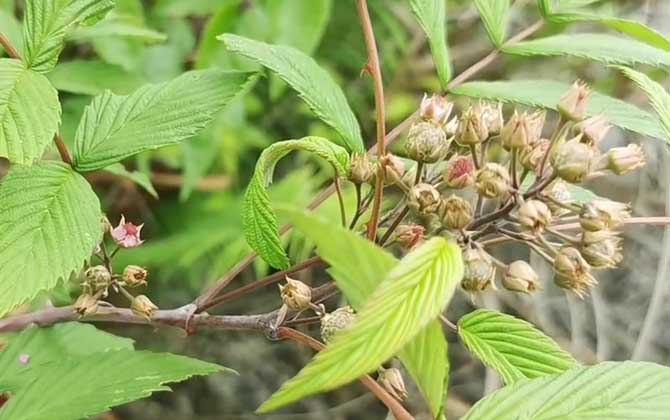 树莓种植条件及技术