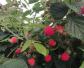 树莓价格多少钱一斤？