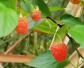 红树莓是什么植物？