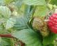山莓是什么植物？