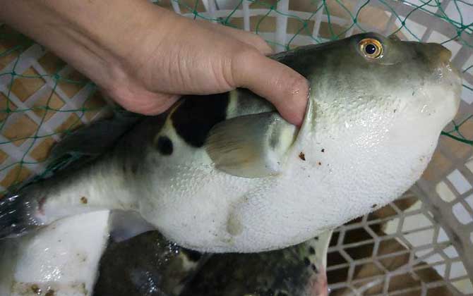 河鲀(河豚、气鼓鱼)