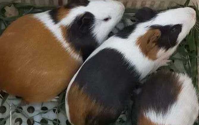荷兰猪