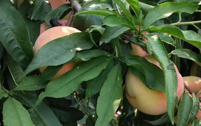 阳山水蜜桃是什么品种？