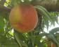 水蜜桃成熟的季节是几月份？
