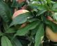 阳山水蜜桃是什么品种？