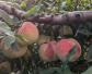 南汇水蜜桃是什么品种？
