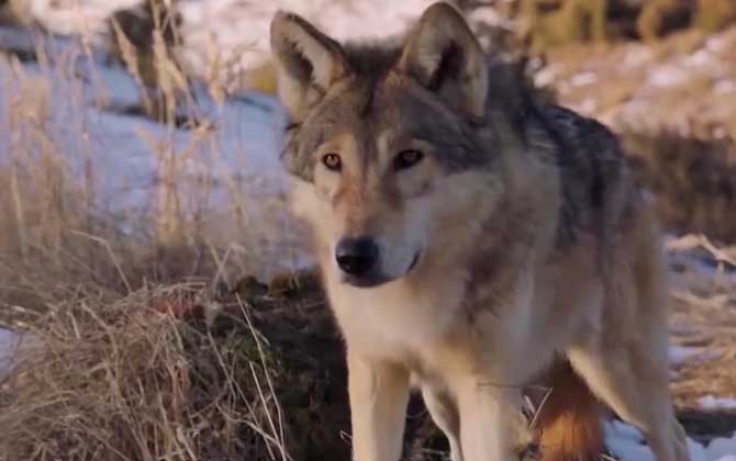 狼(野狼、灰狼)