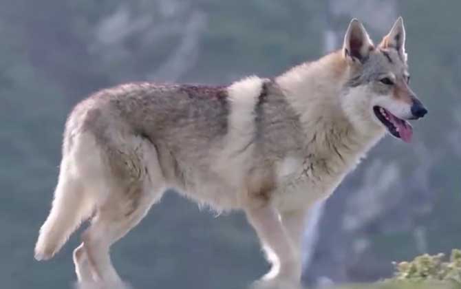 狼