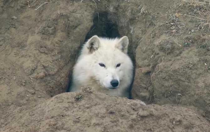 狼