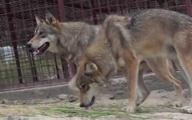 狼