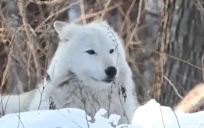 雪狼