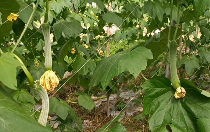 丝瓜花是什么东西？