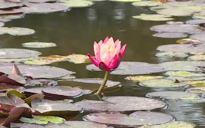 睡莲(子午莲、水浮莲)