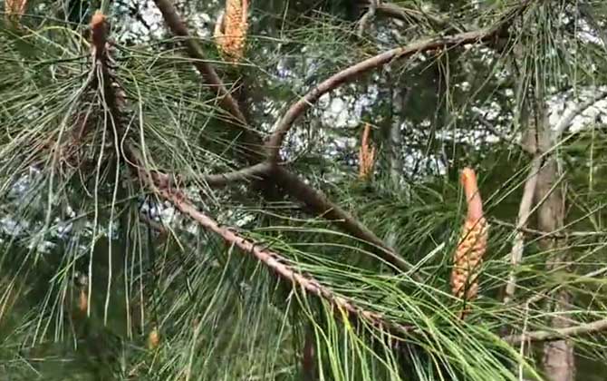 马尾松是什么植物？