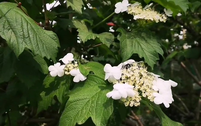 天目琼花