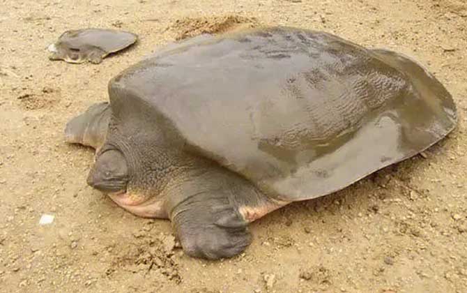鼋