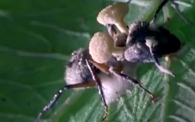 僵尸蚂蚁真的存在吗？