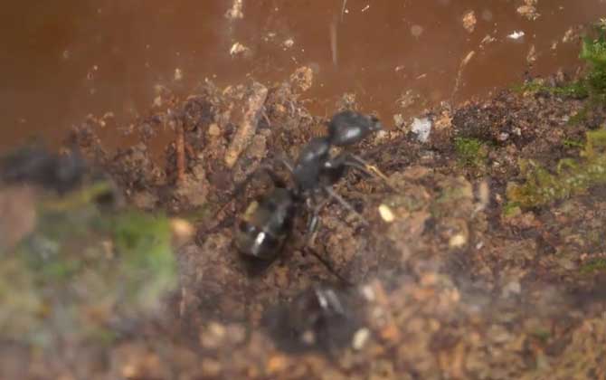 大黑蚂蚁是什么动物？