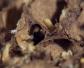 大水蚁是什么动物？